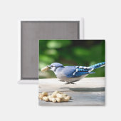 Blue Jay krijgt een pinda Magneet (Voorkant / Achterkant)