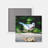 Blue Jay krijgt een pinda Magneet (Voorkant / Achterkant)