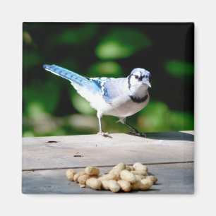 Blue Jay krijgt een pinda Magneet