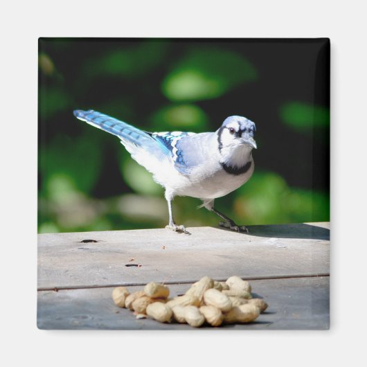Blue Jay krijgt een pinda Magneet (Voorkant)