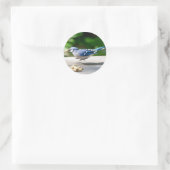 Blue Jay krijgt een pinda Ronde Sticker (Tas)