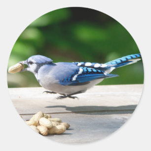 Blue Jay krijgt een pinda Ronde Sticker