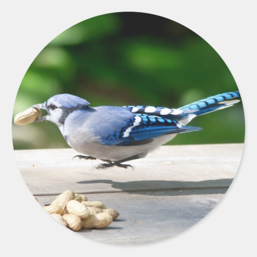 Blue Jay krijgt een pinda Ronde Sticker (Voorkant)