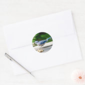 Blue Jay krijgt een pinda Ronde Sticker (Envelop)