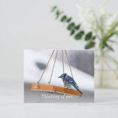 Blue Jay Lunch Briefkaart (Staand voorkant)