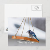 Blue Jay Lunch Briefkaart (Voorkant / Achterkant)