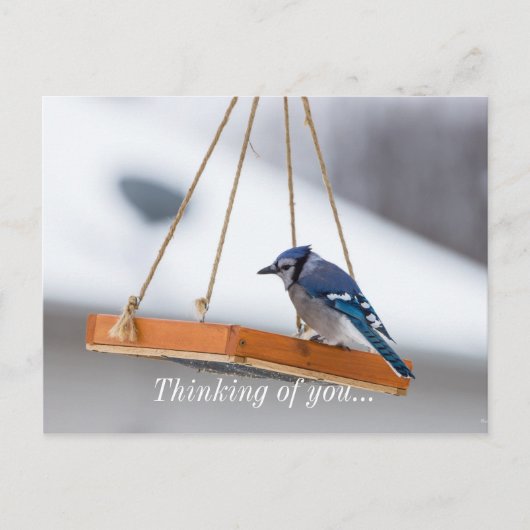 Blue Jay Lunch Briefkaart (Voorkant)