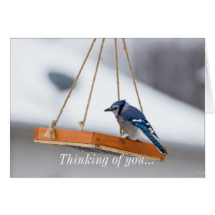 Blue Jay Lunch denking van je Kaart