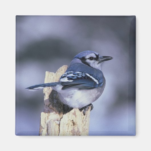 Blue Jay Magneet (Voorkant)
