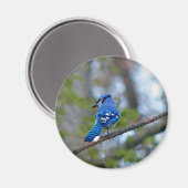 Blue Jay Magneet (Voorkant / Achterkant)