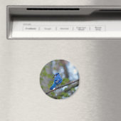 Blue Jay Magneet (Insitu (Vaatwasser))