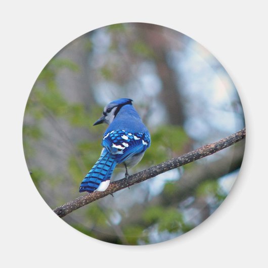 Blue Jay Magneet (Voorkant)