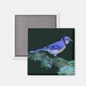 Blue Jay Magneet (Voorkant / Achterkant)