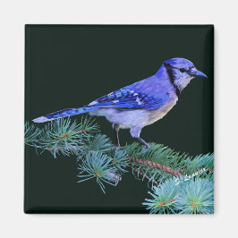 Blue Jay Magneet