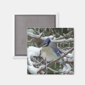 Blue Jay Magneet (Voorkant / Achterkant)