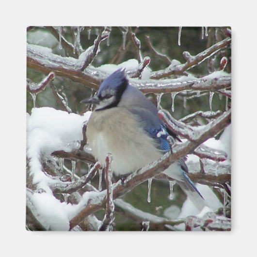 Blue Jay Magneet (Voorkant)