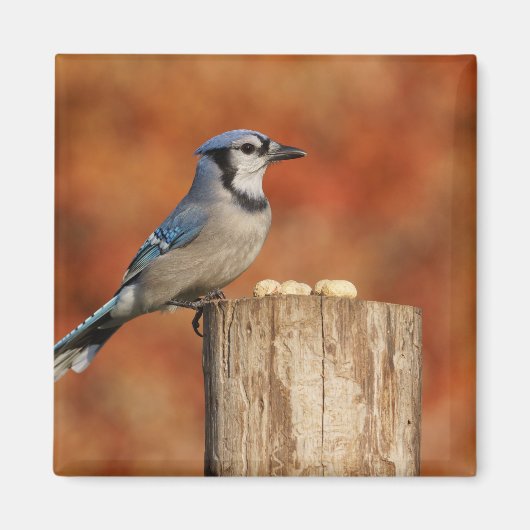 Blue Jay Magneet (Voorkant)
