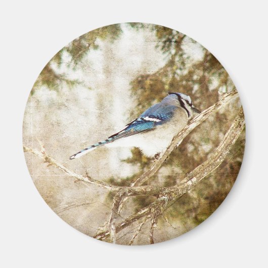Blue Jay Magneet (Voorkant)