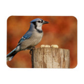 Blue Jay Magneet (Horizontaal)