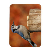 Blue Jay Magneet (Verticaal)