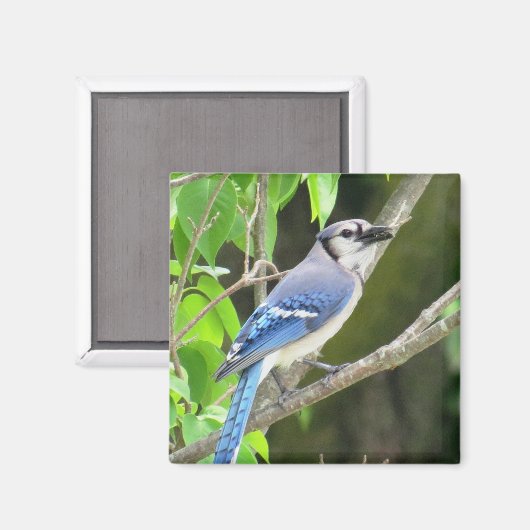 Blue Jay Magnet (Voorkant / Achterkant)