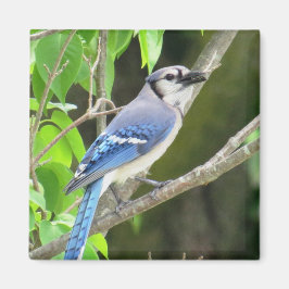 Blue Jay Magnet