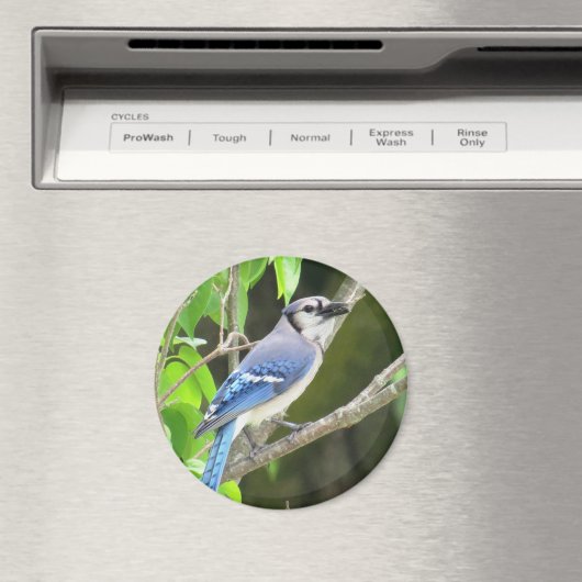 Blue Jay Magnet (Insitu (Vaatwasser))
