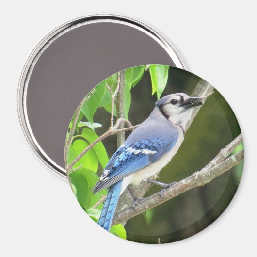 Blue Jay Magnet (Voorkant / Achterkant)