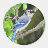 Blue Jay Magnet (Voorkant)