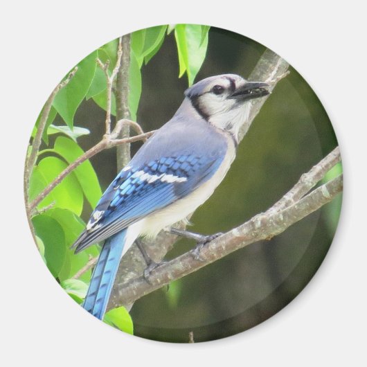 Blue Jay Magnet (Voorkant)