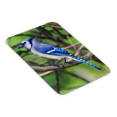 Blue Jay Magnet Magneet (Rechterzijde)