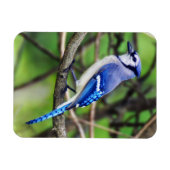 Blue Jay Magnet Magneet (Horizontaal)
