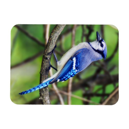 Blue Jay Magnet Magneet (Horizontaal)