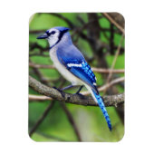 Blue Jay Magnet Magneet (Verticaal)