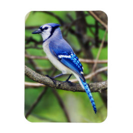 Blue Jay Magnet Magneet
