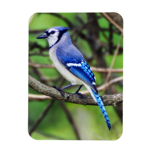 Blue Jay Magnet Magneet (Verticaal)
