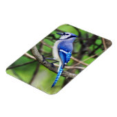 Blue Jay Magnet Magneet (Linkerzijde)