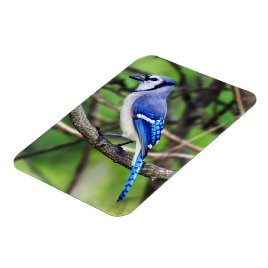 Blue Jay Magnet Magneet (Linkerzijde)