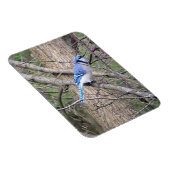 Blue Jay Magnet Magneet (Rechterzijde)