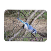 Blue Jay Magnet Magneet (Horizontaal)