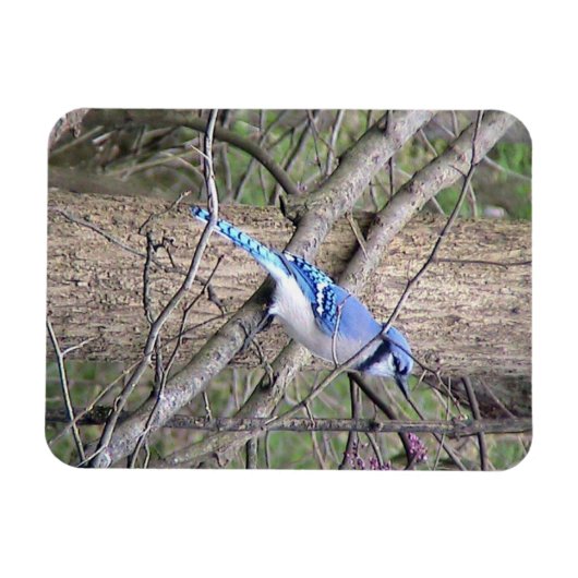 Blue Jay Magnet Magneet (Horizontaal)