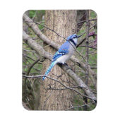 Blue Jay Magnet Magneet (Verticaal)
