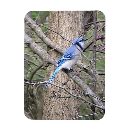 Blue Jay Magnet Magneet (Verticaal)
