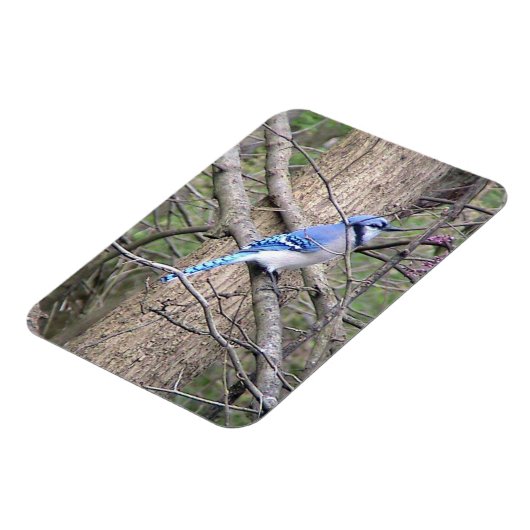 Blue Jay Magnet Magneet (Linkerzijde)