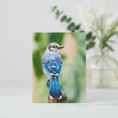 Blue Jay met Close-up van veren Foto Briefkaart (Staand voorkant)