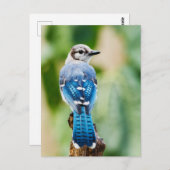 Blue Jay met Close-up van veren Foto Briefkaart (Voorkant / Achterkant)
