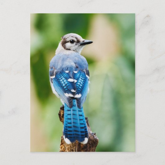 Blue Jay met Close-up van veren Foto Briefkaart (Voorkant)