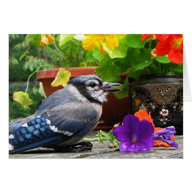 Blue Jay met Flowers (Voorkant Horizontaal)