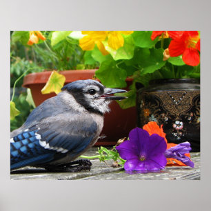 Blue Jay met Flowers Poster