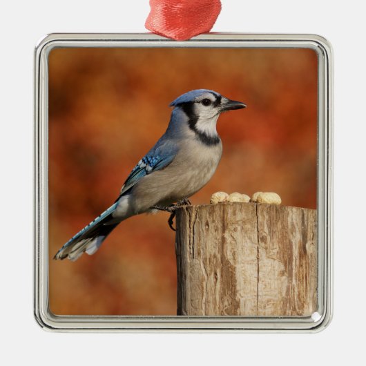 Blue Jay Metalen Ornament (Voorkant)